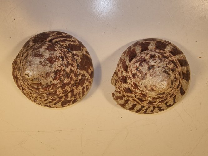 Coquilles de troque nacrier
