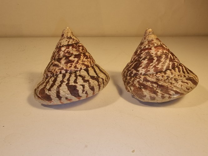 Coquilles de troque nacrier