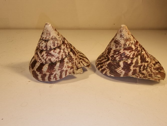 Coquilles de troque nacrier