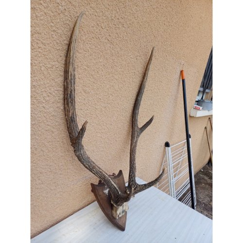 Cornes Cerf
