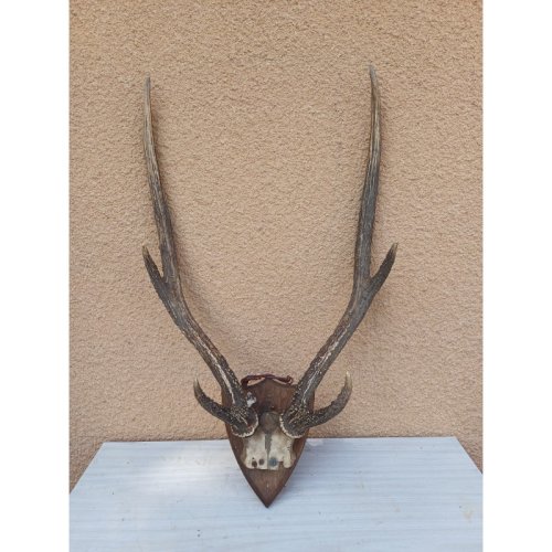 Cornes Cerf