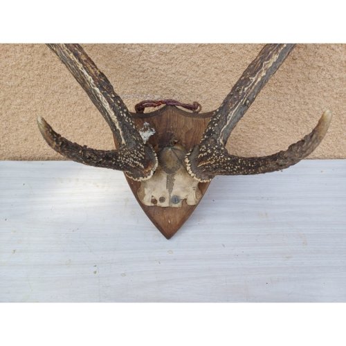 Cornes Cerf