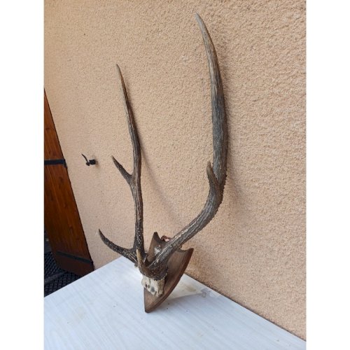 Cornes Cerf