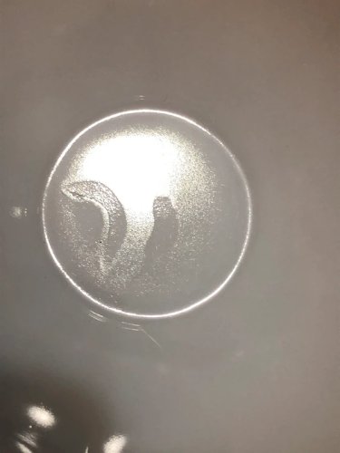 Coupelles Arcopal rétro vintage motifs marguerites