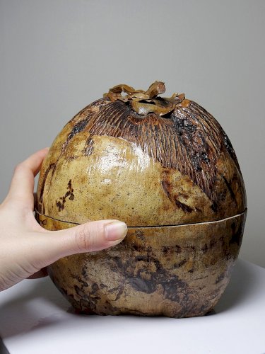 Curiosité boite vintage années 50-60 noix de coco naturalisée