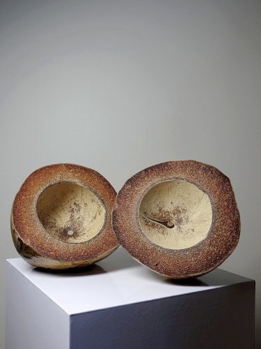 Curiosité boite vintage années 50-60 noix de coco naturalisée