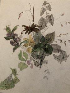 Dessin 1850 Fleur Fleurs Crayon Plante Art Nouveau Herbier Ancien XIXe