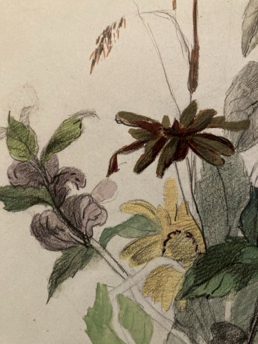 Dessin 1850 Fleur Fleurs Crayon Plante Art Nouveau Herbier Ancien XIXe