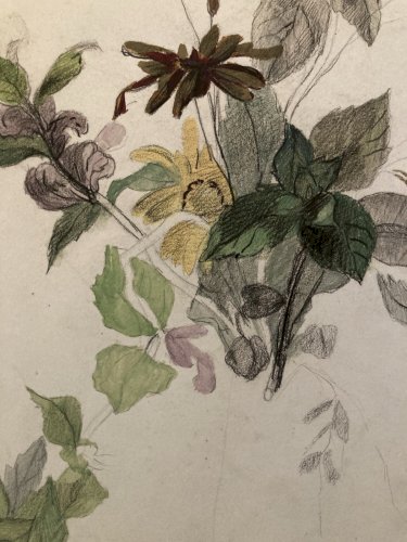 Dessin 1850 Fleur Fleurs Crayon Plante Art Nouveau Herbier Ancien XIXe