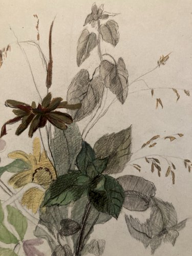 Dessin 1850 Fleur Fleurs Crayon Plante Art Nouveau Herbier Ancien XIXe