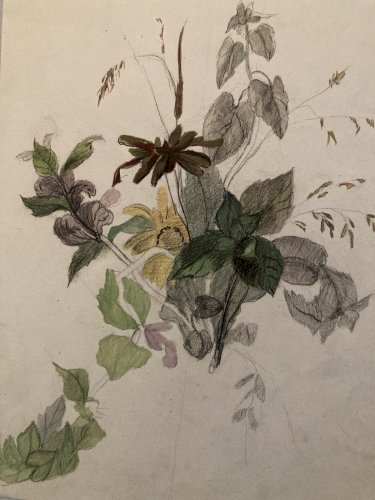 Dessin 1850 Fleur Fleurs Crayon Plante Art Nouveau Herbier Ancien XIXe
