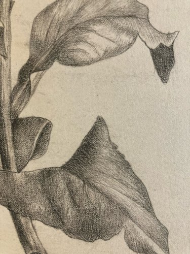 Dessin 1860 Fleur Fleurs Crayon Plante Art Nouveau Herbier Ancien XIXe