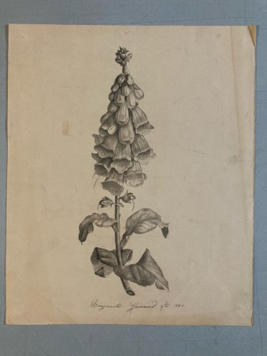 Dessin 1860 Fleur Fleurs Crayon Plante Art Nouveau Herbier Ancien XIXe