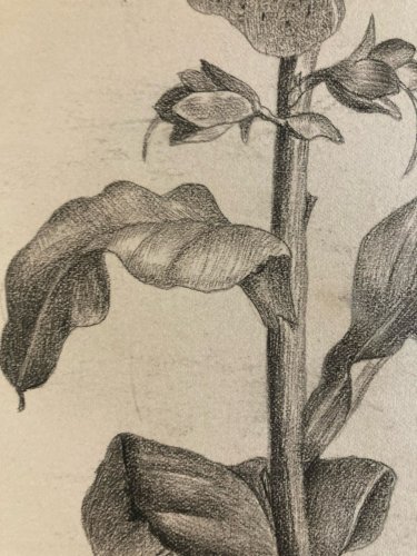 Dessin 1860 Fleur Fleurs Crayon Plante Art Nouveau Herbier Ancien XIXe
