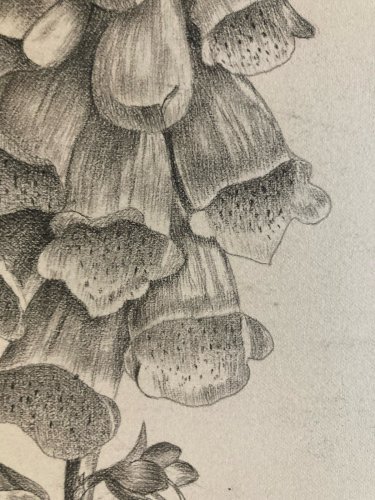Dessin 1860 Fleur Fleurs Crayon Plante Art Nouveau Herbier Ancien XIXe