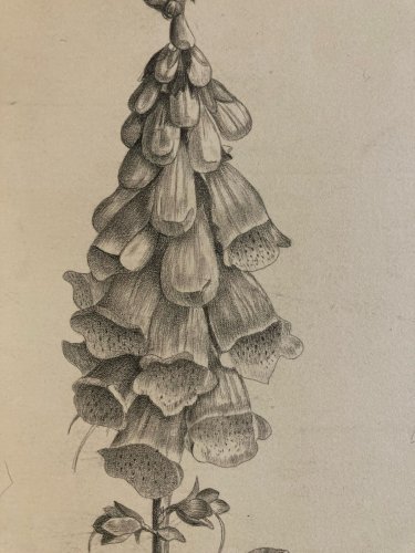 Dessin 1860 Fleur Fleurs Crayon Plante Art Nouveau Herbier Ancien XIXe