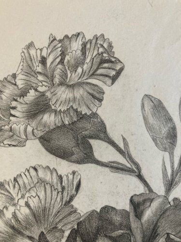 Dessin 1861 Fleur Fleurs Crayon Plante Art Nouveau Herbier Ancien XIXe