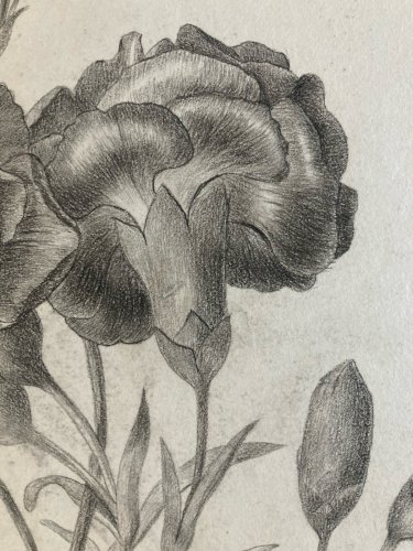 Dessin 1861 Fleur Fleurs Crayon Plante Art Nouveau Herbier Ancien XIXe