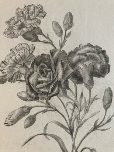 Dessin 1861 Fleur Fleurs Crayon Plante Art Nouveau Herbier Ancien XIXe
