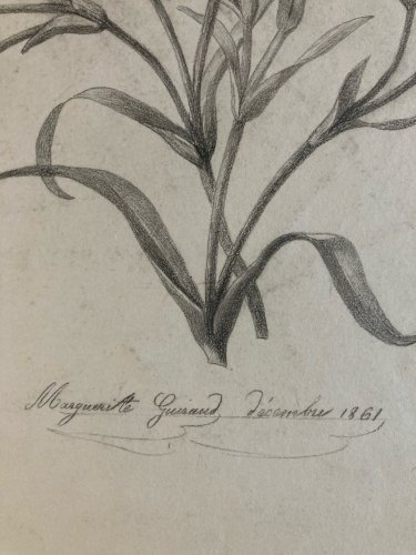 Dessin 1861 Fleur Fleurs Crayon Plante Art Nouveau Herbier Ancien XIXe