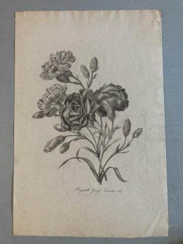 Dessin 1861 Fleur Fleurs Crayon Plante Art Nouveau Herbier Ancien XIXe