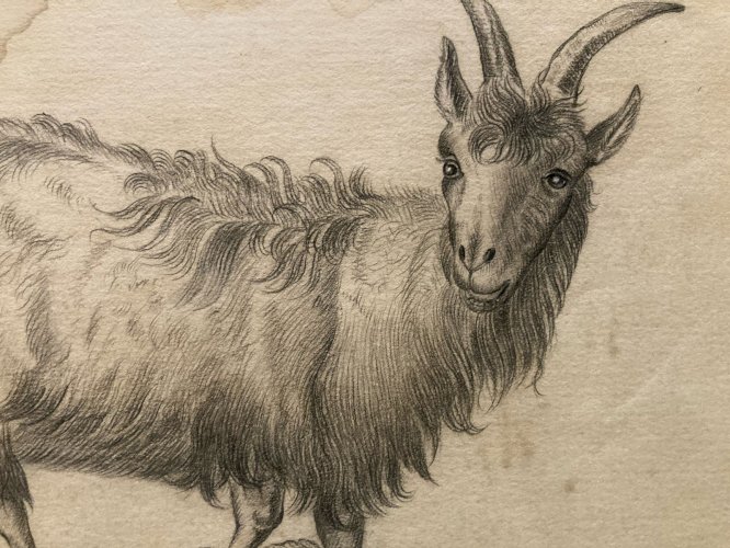 Dessin 1880 XIXe Crayon Chat Animalier Chèvre Animal Animaux Ancien Drawing  Old