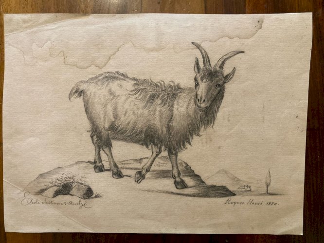 Dessin 1880 XIXe Crayon Chat Animalier Chèvre Animal Animaux Ancien Drawing  Old