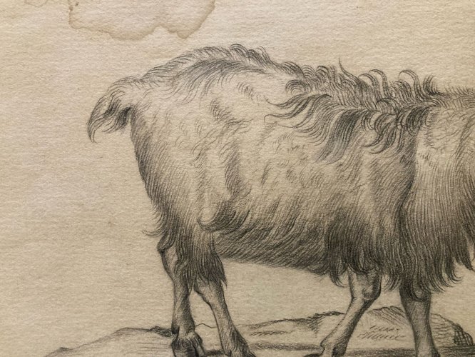Dessin 1880 XIXe Crayon Chat Animalier Chèvre Animal Animaux Ancien Drawing  Old