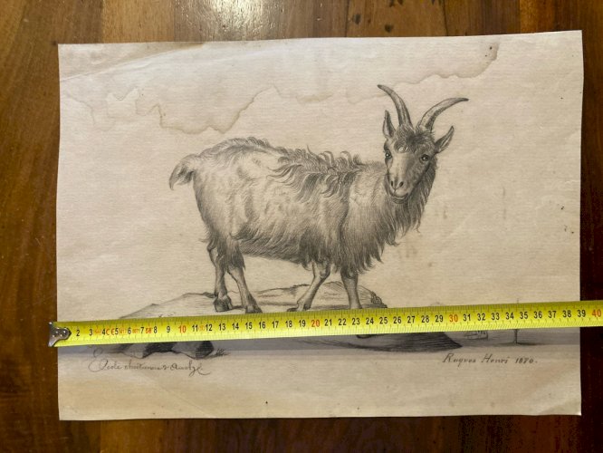 Dessin 1880 XIXe Crayon Chat Animalier Chèvre Animal Animaux Ancien Drawing  Old