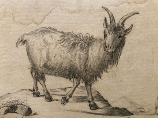 Dessin 1880 XIXe Crayon Chat Animalier Chèvre Animal Animaux Ancien Drawing  Old