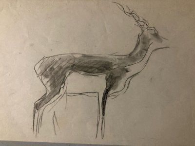 Drawing 1900 Pencil Antelope Addax Animal Wildlife Animals Art Antique
