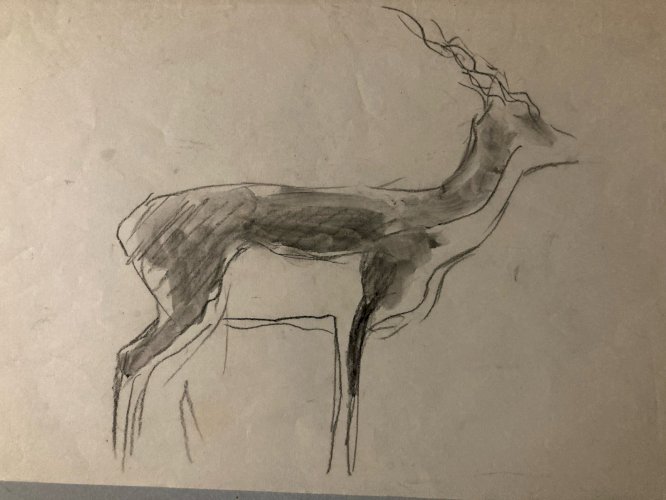 Dessin 1900 Crayon Antilope Addax Animalier Animal Animaux Art Ancien
