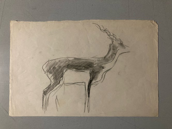Dessin 1900 Crayon Antilope Addax Animalier Animal Animaux Art Ancien