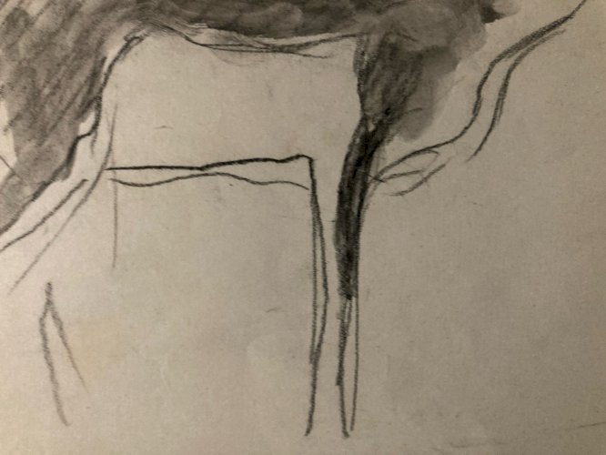 Dessin 1900 Crayon Antilope Addax Animalier Animal Animaux Art Ancien