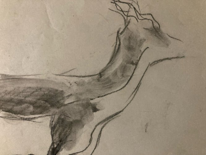 Dessin 1900 Crayon Antilope Addax Animalier Animal Animaux Art Ancien