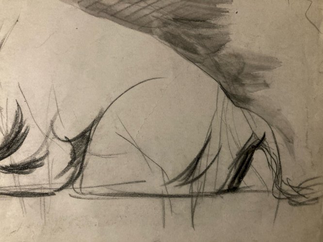 Dessin 1900 Crayon Bison École Américaine Animalier Animal Animaux Art