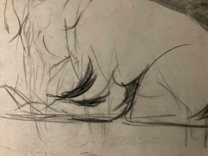 Dessin 1900 Crayon Bison École Américaine Animalier Animal Animaux Art