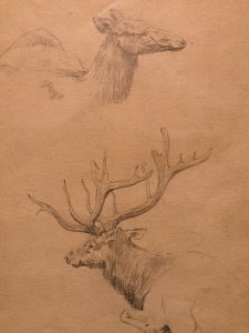 Drawing 1900 Pencil Stag Doe Duck Animal Wildlife Animals Paper