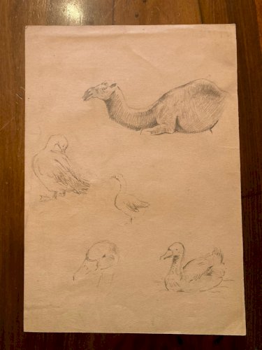 Dessin 1900 Crayon Cerf Biche Canard Animalier Animal Animaux Papier