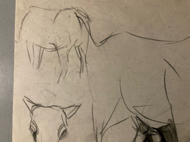 Dessin 1900 Crayon Vache École Américaine Animalier Animal Animaux Art