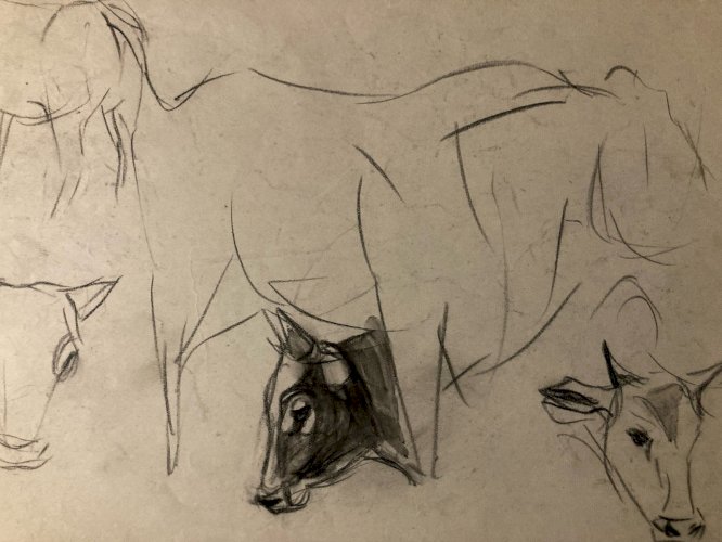 Dessin 1900 Crayon Vache École Américaine Animalier Animal Animaux Art