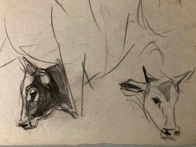 Dessin 1900 Crayon Vache École Américaine Animalier Animal Animaux Art