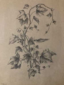 Dessin 1920 Fleur Fleurs Crayon Lierre Plante Art Nouveau Herbier Ancien