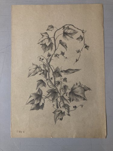 Dessin 1920 Fleur Fleurs Crayon Lierre Plante Art Nouveau Herbier Ancien
