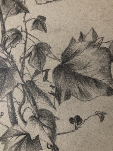 Dessin 1920 Fleur Fleurs Crayon Lierre Plante Art Nouveau Herbier Ancien