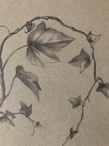 Dessin 1920 Fleur Fleurs Crayon Lierre Plante Art Nouveau Herbier Ancien