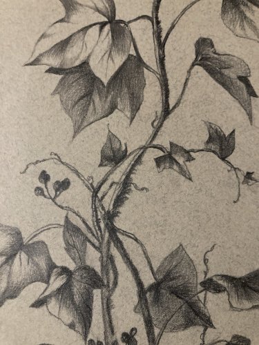 Dessin 1920 Fleur Fleurs Crayon Lierre Plante Art Nouveau Herbier Ancien