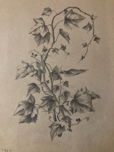 Dessin 1920 Fleur Fleurs Crayon Lierre Plante Art Nouveau Herbier Ancien