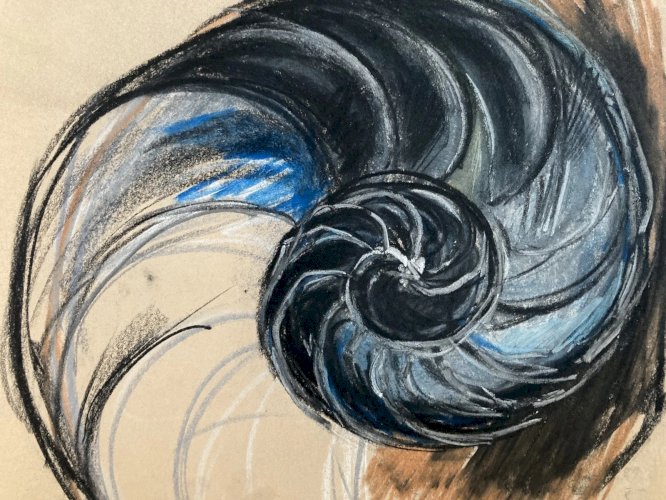 Dessin 1960 Coquillage Escargot Coquille Vintage Crayon Décoration Art