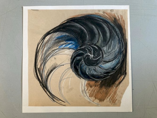 Dessin 1960 Coquillage Escargot Coquille Vintage Crayon Décoration Art
